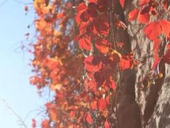iphone_upload_pic-北京世界公园