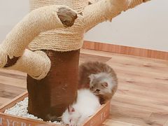 -袖虎·猫馆(体育西路店)