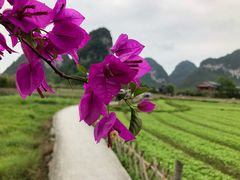 -靖西鹅泉风景区