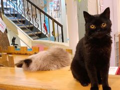 -猫小院猫主题咖啡厅(北锣店)