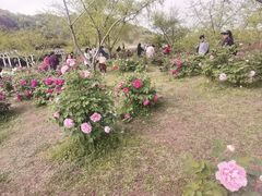 -苏州上方山国家森林公园