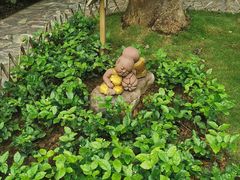 -中国科学院西双版纳热带植物园