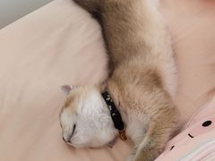 -屋虎猫馆(宝安大仟里店)