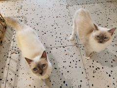 -喵喵咪呀布偶猫咖(春熙路店)