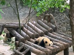 -都江堰中华大熊猫苑