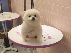 -FAELING PETS美天灵宠物(富力广场店)