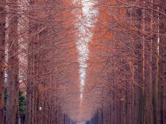 -黄海国家森林公园