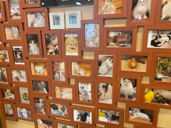 -猫十亿·布偶金渐层·曼基康矮脚猫舍(青年路店)