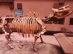 -陕西自然博物馆