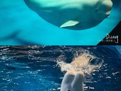 -泉城欧乐堡海洋极地世界