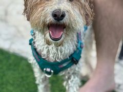 -汪说喵讲宠物乐园宠物酒店(红星美凯龙店)