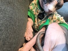 -啵啵喵·猫咖(攀华国际店)