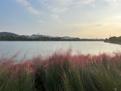 -羊山湖公园