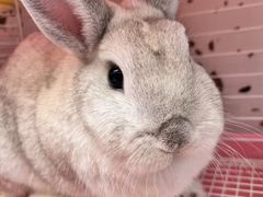 -逗柴町空中花园·雪橇三傻·柴犬柯基狗咖·猫咖·爬宠