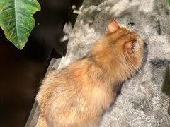 -自由生长植物工作室(深港花卉中心店)
