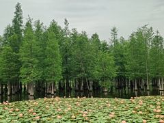 -白鹭湾湿地公园