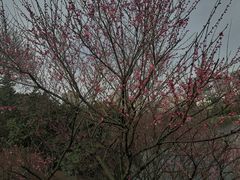 -重庆彩云湖湿地公园