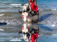 -青海湖国家重点风景名胜区