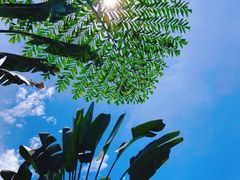 -西双版纳原始森林公园