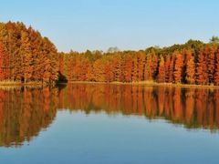-上海海湾国家森林公园