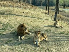 -北京野生动物园