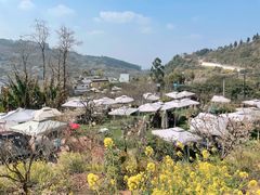 -桃源山庄·水蜜桃采摘·柴火鸡·烧烤团建(龙泉山店)