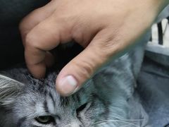 -美联众合动物医院·24h京西诊疗中心