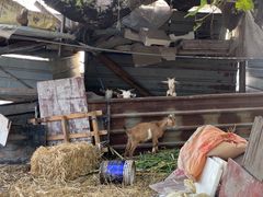 -马陆小张葡萄园农家乐