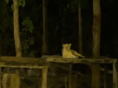 -清迈夜间动物园