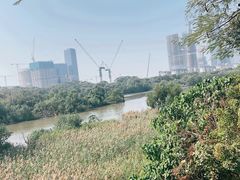 -华侨城湿地公园