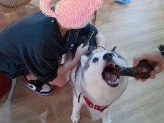 -Husky Go! 哈士奇体验馆·宠物咖啡厅狗咖