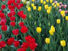 -洛阳郁金香牡丹园