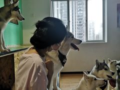 -Husky Go! 哈士奇体验馆·宠物咖啡厅狗咖