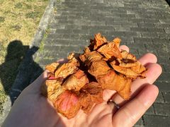 -东山口肥姨牛杂(东山口店)