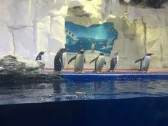 -华夏文旅海洋公园