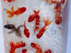 -中环花鸟鱼虫市场
