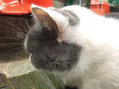 -猫咪博物馆(顶澳仔猫街店)