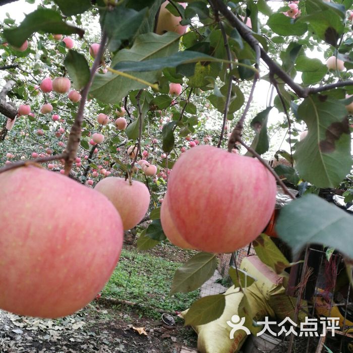 曹明蟒山红苹果观光采摘园