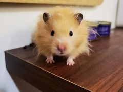 -楼上猫咖(罗湖店)