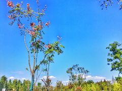 景点-上海长兴岛郊野公园