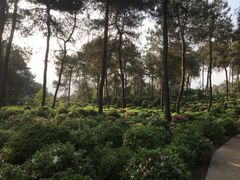 -南山植物园