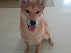 -欧奕国际动物医院