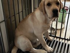 -顺强宠物诊所·狂犬免疫·夜诊·骨科(嘉定店)