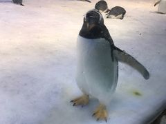 -芜湖新华联大白鲸海洋公园