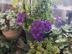 -双季花艺园艺市场(浦东店)