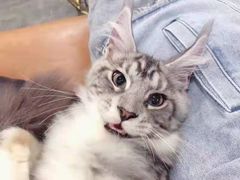 -70cat德文卷毛猫·缅因猫纯种猫舍