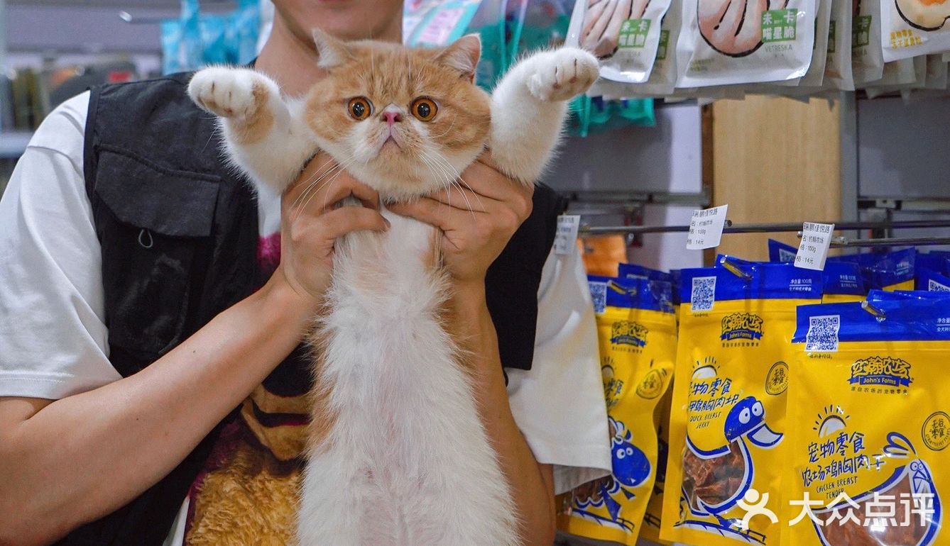 宇宙萌宠“甜茶🐱”日记｜办个VIP做宠物届顶流🚀