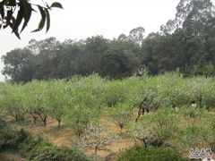 -南国桃园旅游度假区