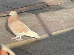 -中粮·祥云小镇