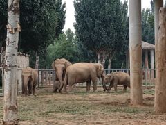 -石家庄市动物园